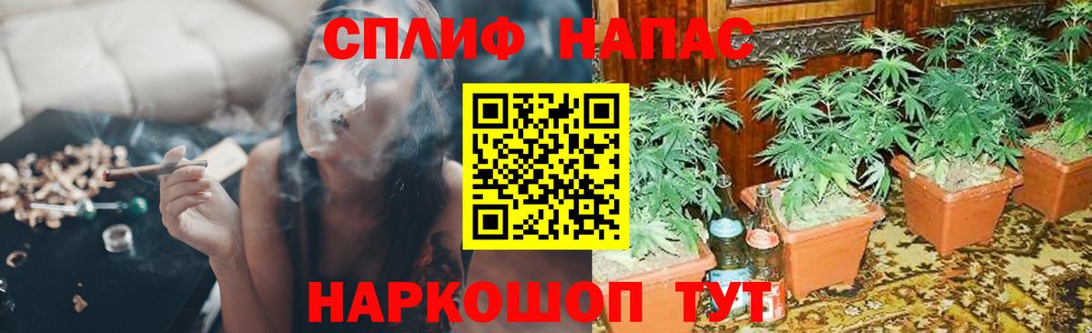Каннабис планчик  МАРИХУАНА сатива  Канабис планчик  Верхняя Салда  Вход с VPN 